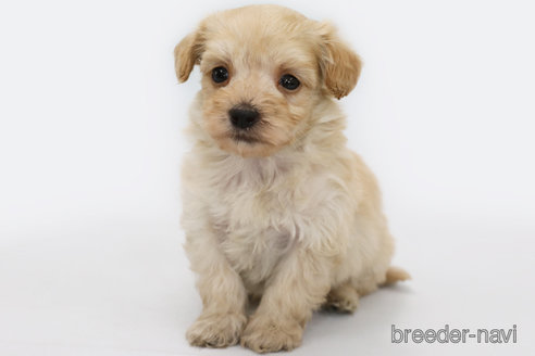 成約済の神奈川県のマルプー:マルチーズ×トイプードル-303400の2枚目